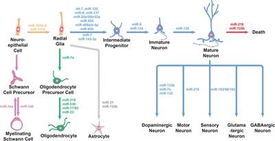 MicroRNAs Instruct and Maintain Cell Type Diversity in the Nervous System